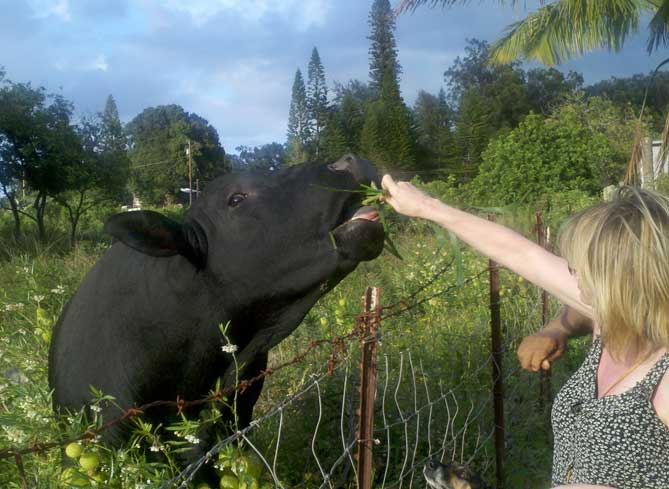 Feeding Junior's Bull